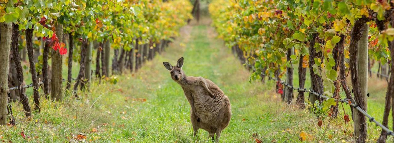Adelaide Hills Escape Hotell Woodside Eksteriør bilde
